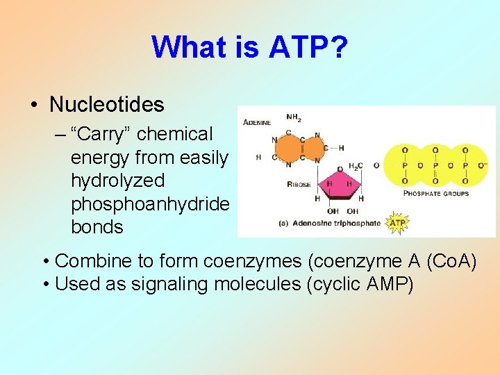 What is ATP? • Nucleotides – “Carry” chemical energy from easily hydrolyzed phosphoanhydride bonds