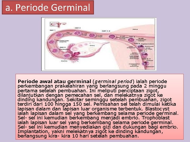 a. Periode Germinal Periode awal atau germinal (germinal period) ialah periode perkembangan prakelahiran yang