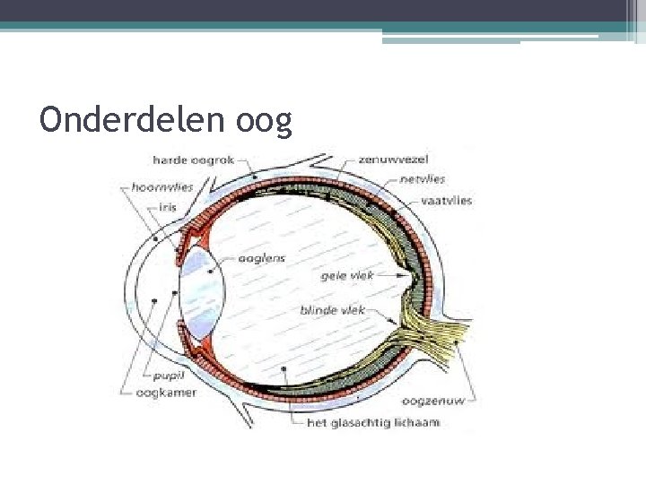 Onderdelen oog 