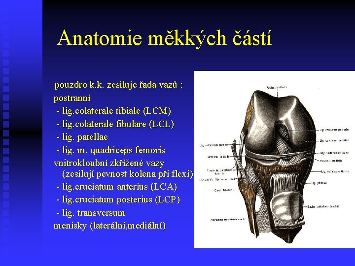 Anatomie měkkých částí pouzdro k. k. zesiluje řada vazů : postranní - lig. colaterale