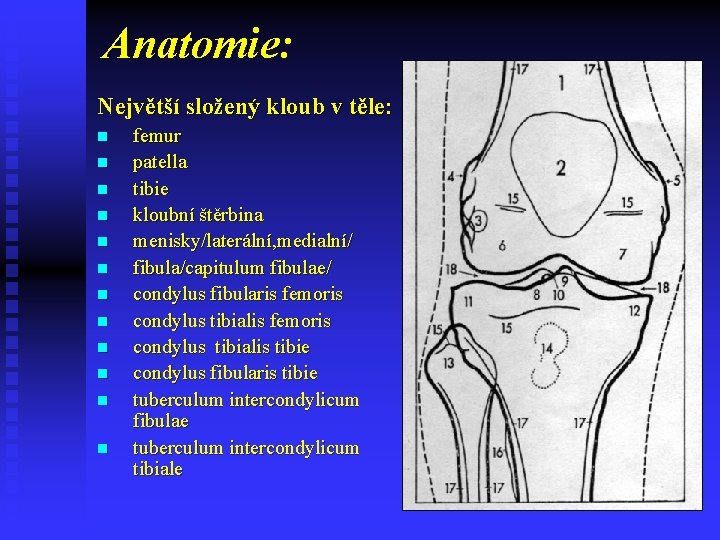 Anatomie: Největší složený kloub v těle: n n n femur patella tibie kloubní štěrbina