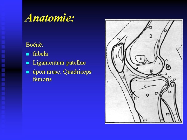 Anatomie: Bočně: n fabela n Ligamentum patellae n úpon musc. Quadriceps femoris 