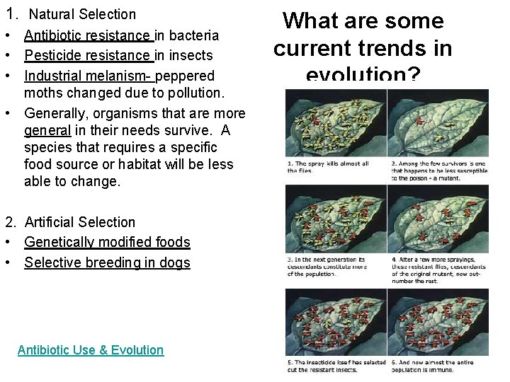 1. Natural Selection • Antibiotic resistance in bacteria • Pesticide resistance in insects •