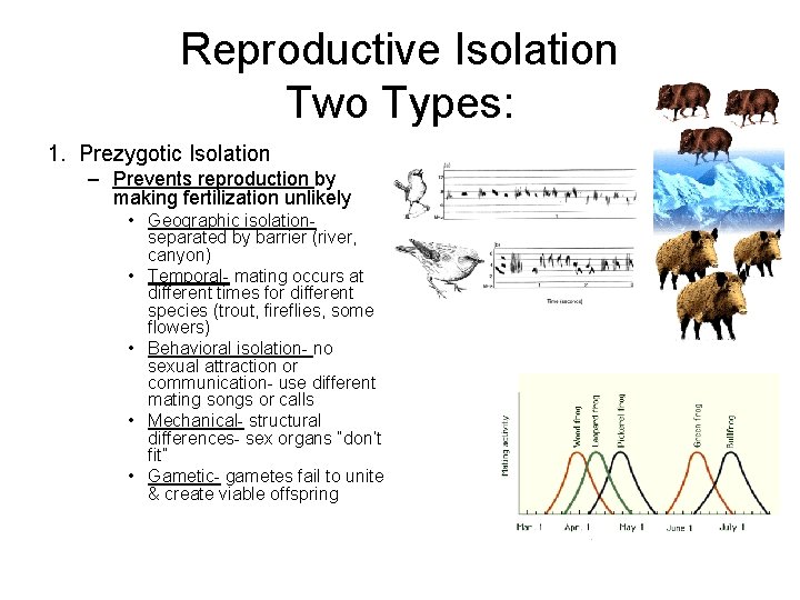 Reproductive Isolation Two Types: 1. Prezygotic Isolation – Prevents reproduction by making fertilization unlikely