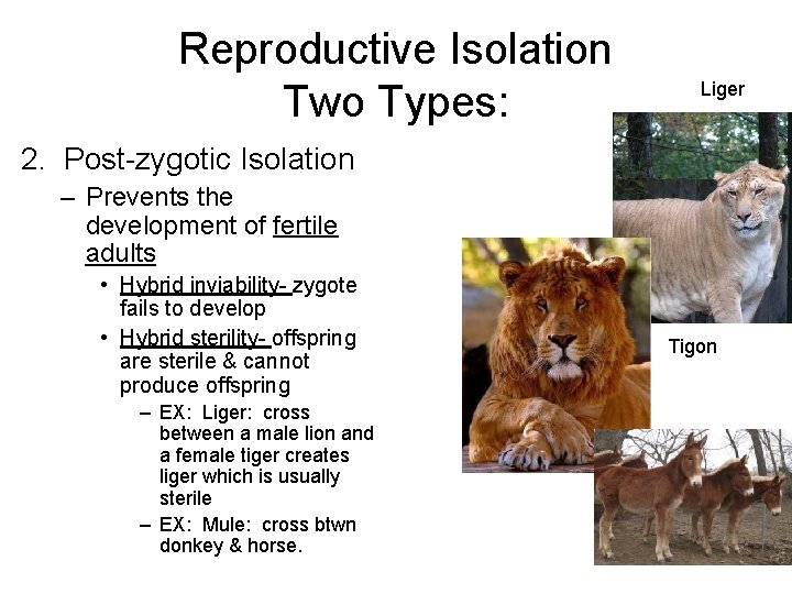 Reproductive Isolation Two Types: Liger 2. Post-zygotic Isolation – Prevents the development of fertile