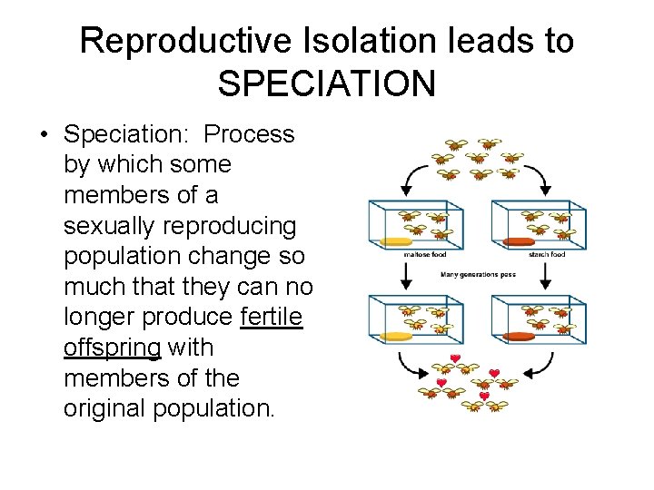 Reproductive Isolation leads to SPECIATION • Speciation: Process by which some members of a