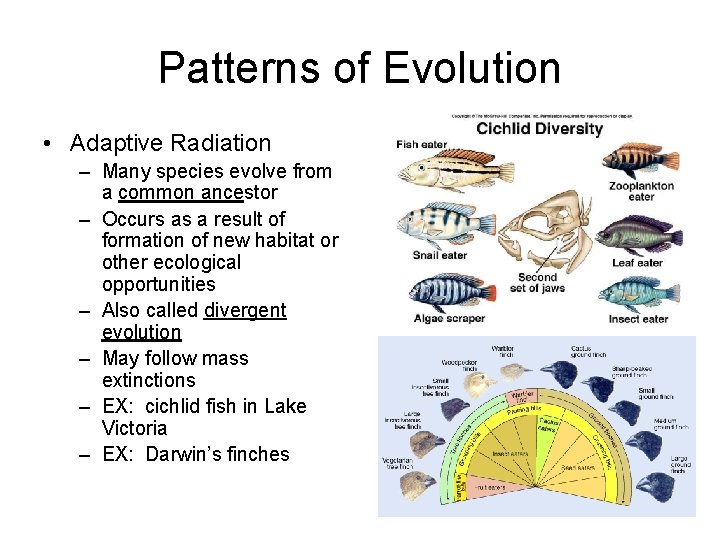 Patterns of Evolution • Adaptive Radiation – Many species evolve from a common ancestor