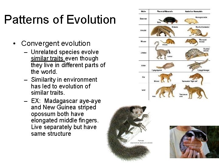 Patterns of Evolution • Convergent evolution – Unrelated species evolve similar traits even though