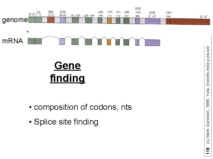 m. RNA Gene finding • composition of codons, nts • Splice site finding 119