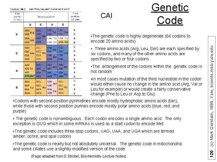 CAI Genetic Code • Three amino acids (Arg, Leu, Ser) are each specified by