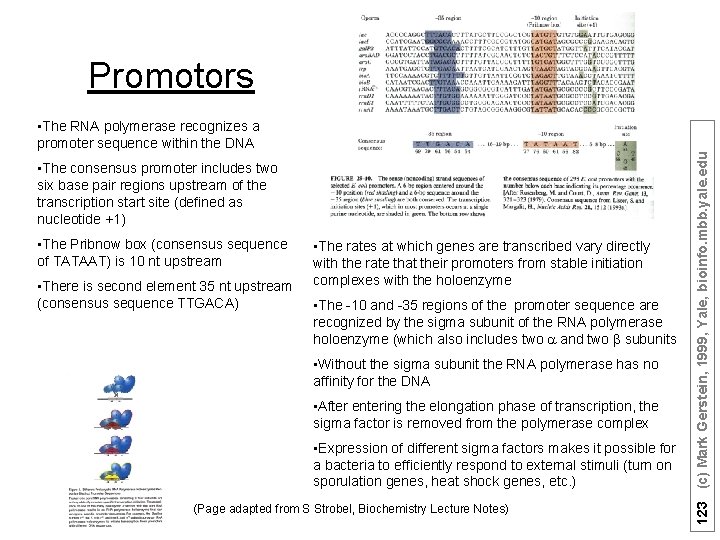 Promotors • The consensus promoter includes two six base pair regions upstream of the