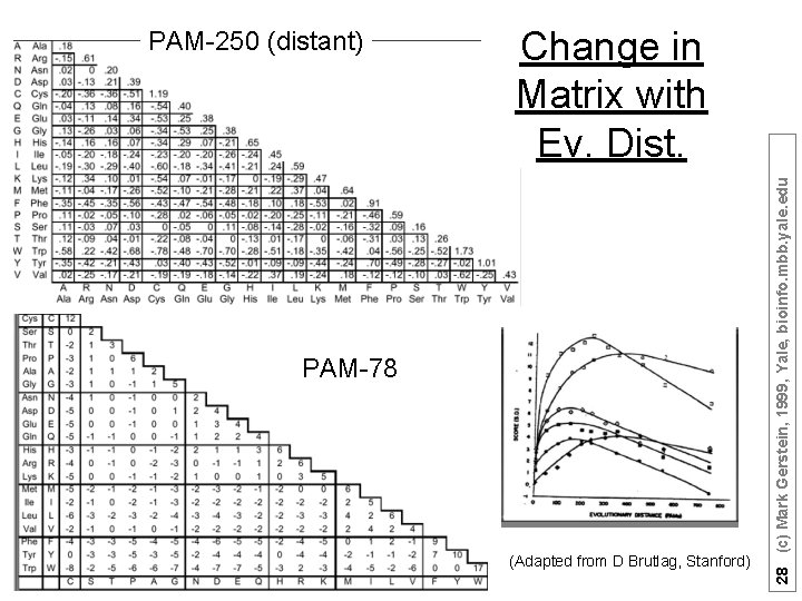 Change in Matrix with Ev. Dist. PAM-78 (Adapted from D Brutlag, Stanford) 28 (c)