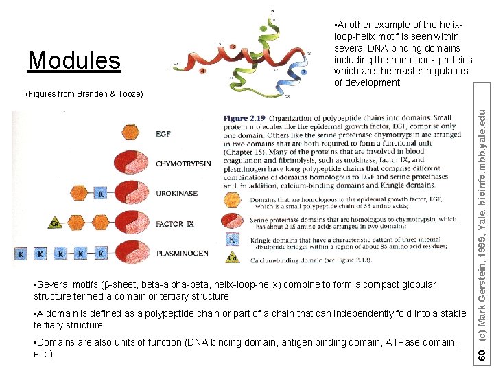 Modules • Another example of the helixloop-helix motif is seen within several DNA binding