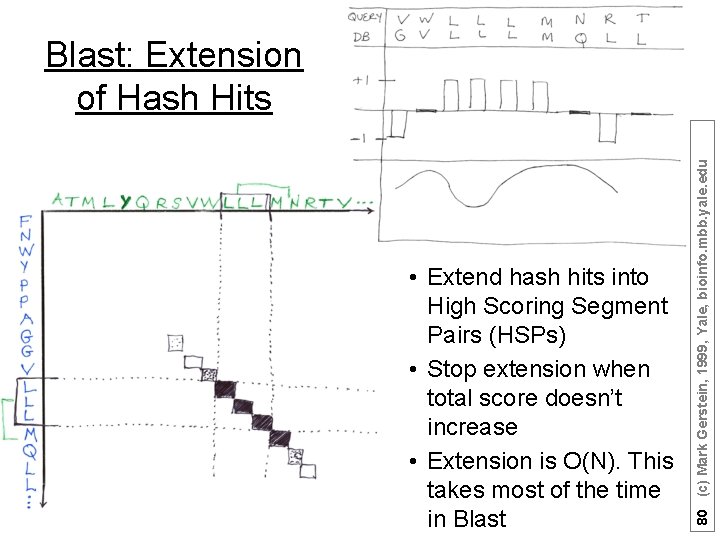  • Extend hash hits into High Scoring Segment Pairs (HSPs) • Stop extension