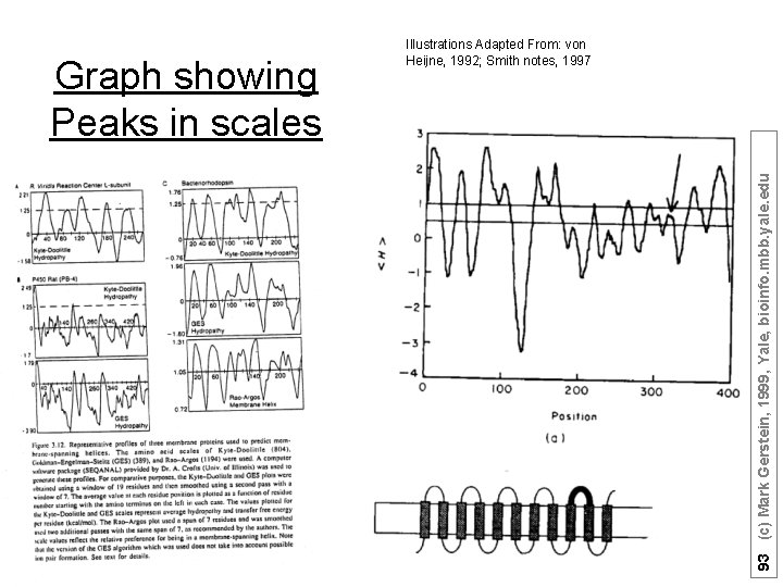93 (c) Mark Gerstein, 1999, Yale, bioinfo. mbb. yale. edu Graph showing Peaks in