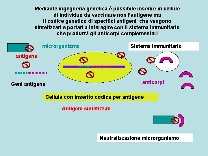 Mediante ingegneria genetica è possibile inserire in cellule di individuo da vaccinare non l’antigene