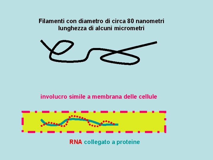 Filamenti con diametro di circa 80 nanometri lunghezza di alcuni micrometri involucro simile a