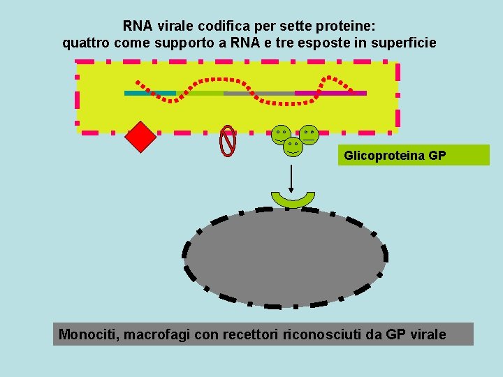RNA virale codifica per sette proteine: quattro come supporto a RNA e tre esposte