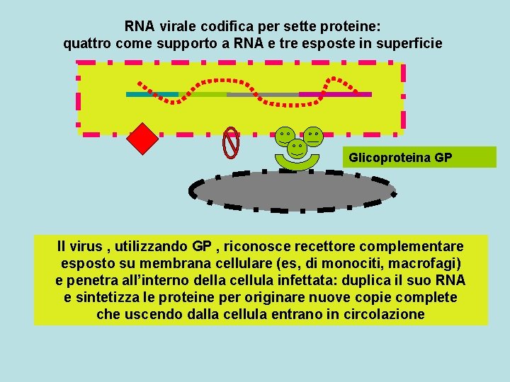 RNA virale codifica per sette proteine: quattro come supporto a RNA e tre esposte