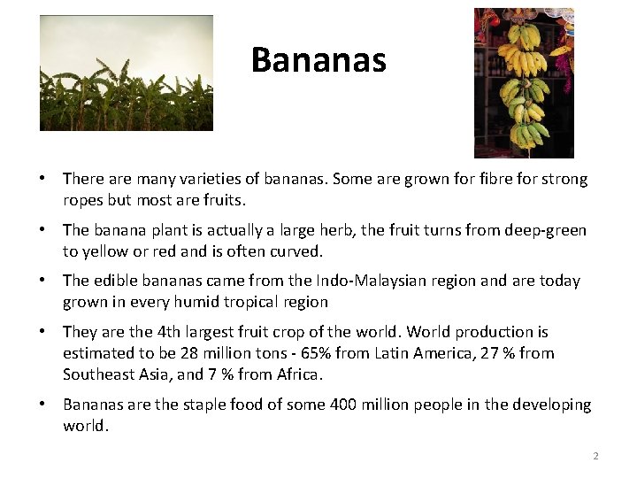 Bananas • There are many varieties of bananas. Some are grown for fibre for