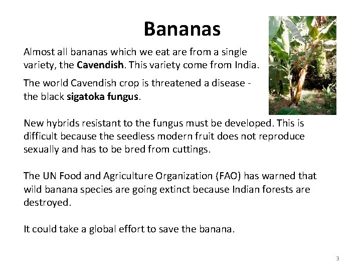 Bananas Almost all bananas which we eat are from a single variety, the Cavendish.