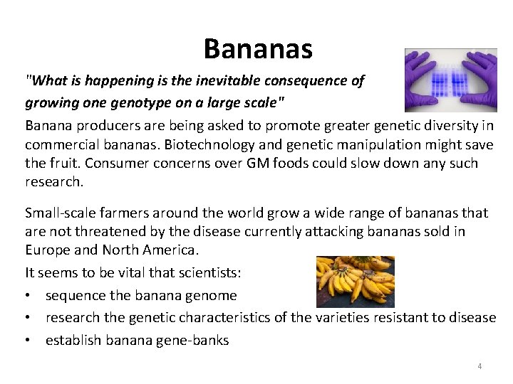 Bananas "What is happening is the inevitable consequence of growing one genotype on a