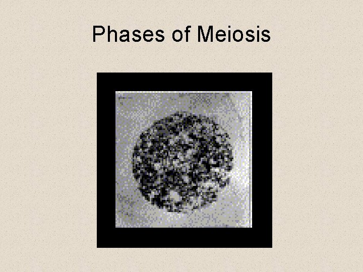 Phases of Meiosis 
