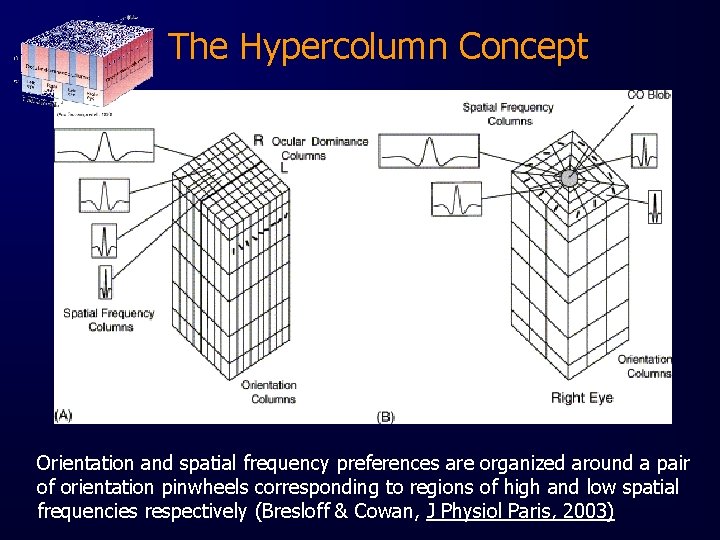 The Hypercolumn Concept Orientation and spatial frequency preferences are organized around a pair of