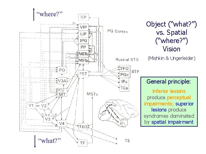 “where? ” Object (“what? ”) vs. Spatial (“where? ”) Vision (Mishkin & Ungerleider) General