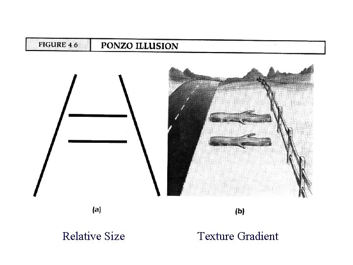 Relative Size Texture Gradient 