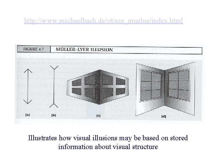 http: //www. michaelbach. de/ot/sze_muelue/index. html Illustrates how visual illusions may be based on stored