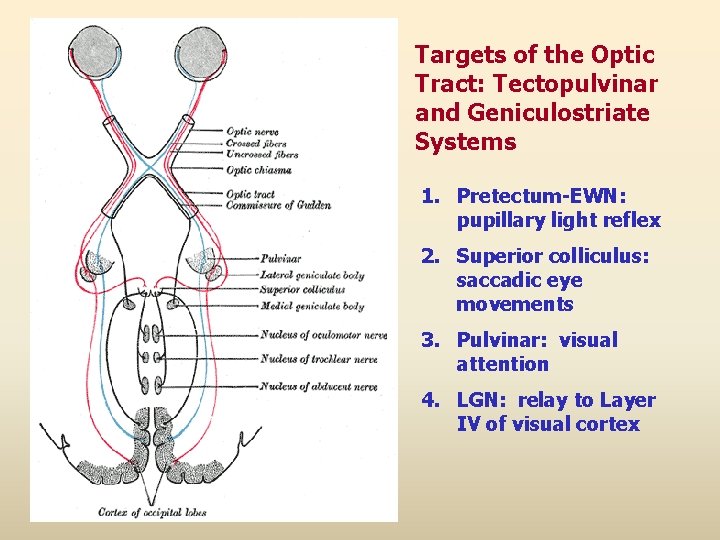 Targets of the Optic Tract: Tectopulvinar and Geniculostriate Systems 1. Pretectum-EWN: pupillary light reflex