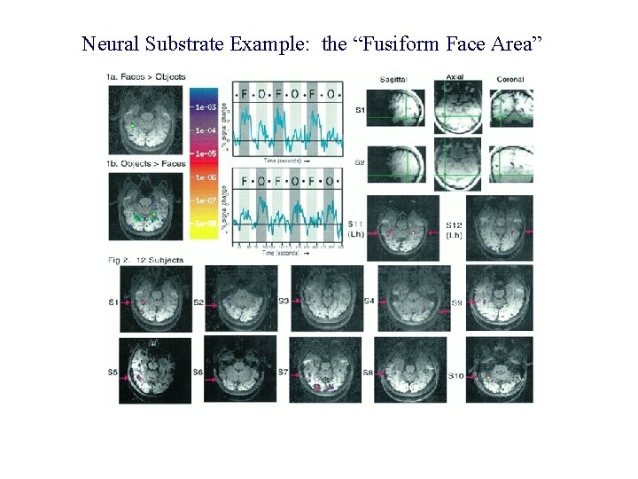 Neural Substrate Example: the “Fusiform Face Area” 
