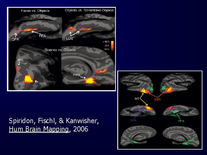 Spiridon, Fischl, & Kanwisher, Hum Brain Mapping, 2006 