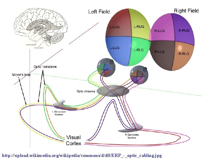 Dorsal Ventral http: //upload. wikimedia. org/wikipedia/commons/d/d 0/ERP_-_optic_cabling. jpg 