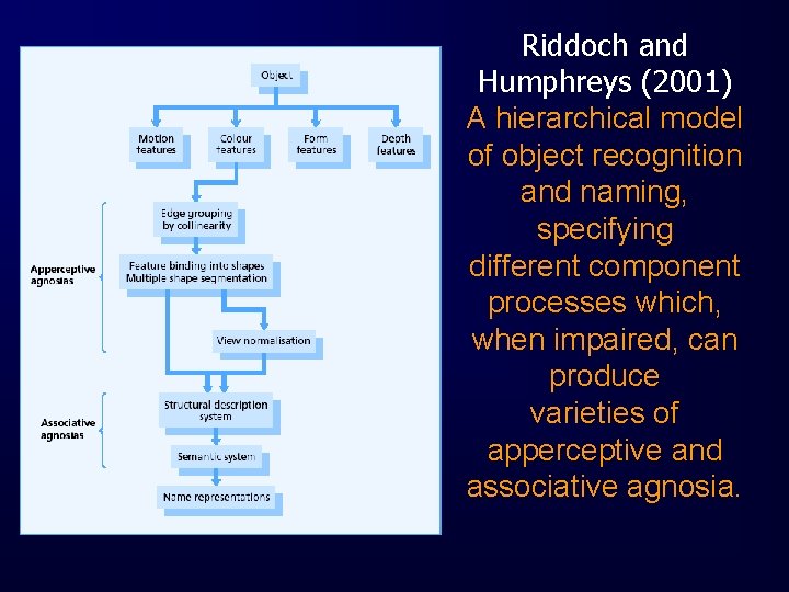 Riddoch and Humphreys (2001) A hierarchical model of object recognition and naming, specifying different