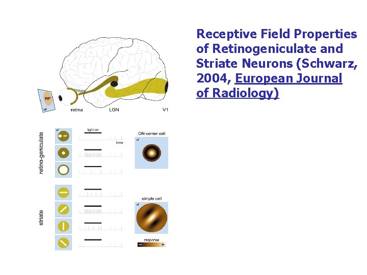 Receptive Field Properties of Retinogeniculate and Striate Neurons (Schwarz, 2004, European Journal of Radiology)