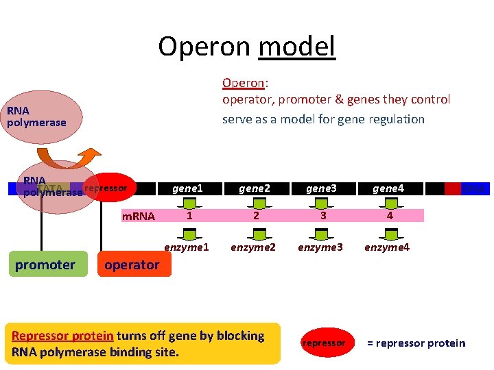 Operon model Operon: operator, promoter & genes they control serve as a model for
