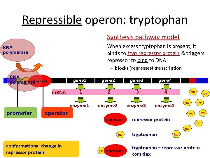 Repressible operon: tryptophan Synthesis pathway model When excess tryptophan is present, it binds to