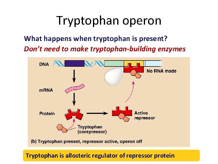 Tryptophan operon What happens when tryptophan is present? Don’t need to make tryptophan-building enzymes