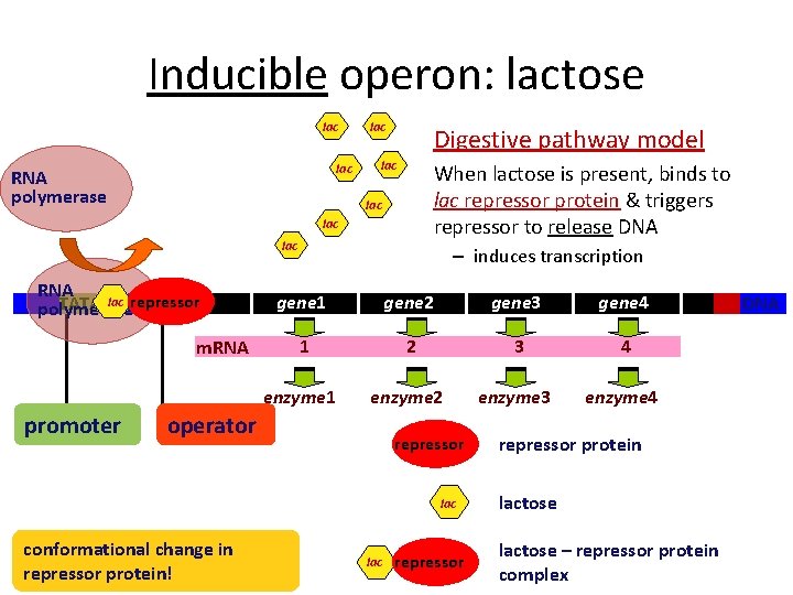 Inducible operon: lactose lac RNA polymerase lac Digestive pathway model lac When lactose is