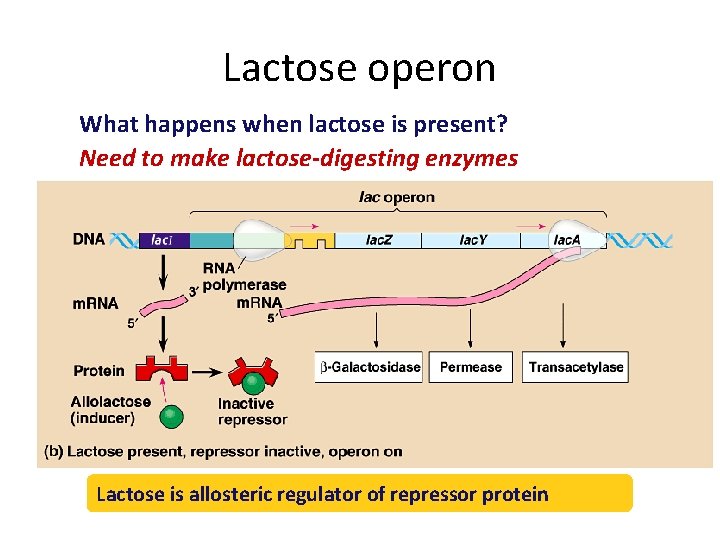 Lactose operon What happens when lactose is present? Need to make lactose-digesting enzymes Lactose