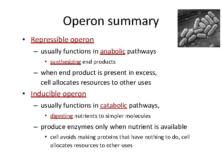 Operon summary • Repressible operon – usually functions in anabolic pathways • synthesizing end