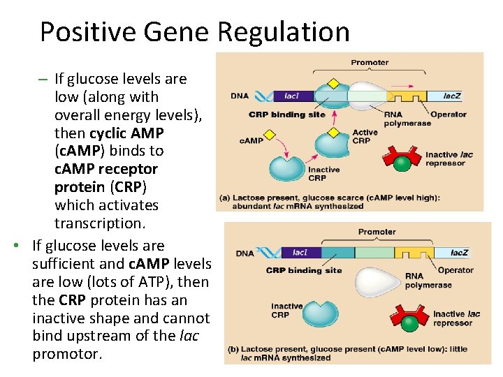 Positive Gene Regulation – If glucose levels are low (along with overall energy levels),