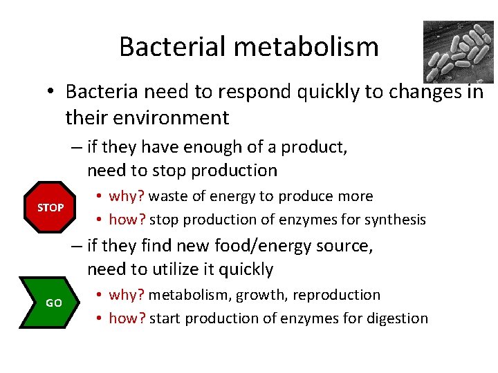 Bacterial metabolism • Bacteria need to respond quickly to changes in their environment –