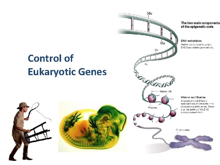 Control of Eukaryotic Genes 2007 -2008 