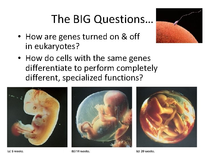 The BIG Questions… • How are genes turned on & off in eukaryotes? •