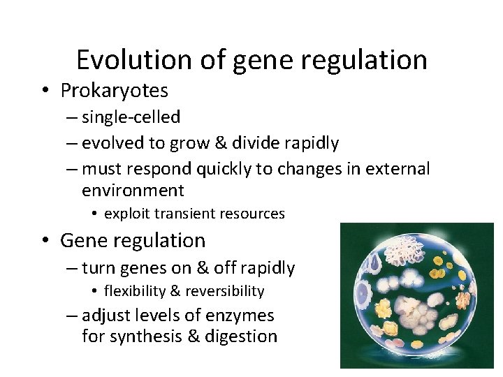 Evolution of gene regulation • Prokaryotes – single-celled – evolved to grow & divide