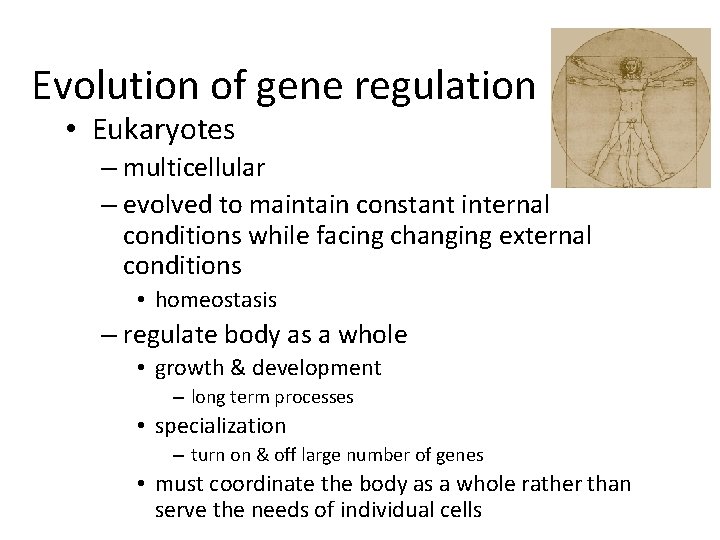 Evolution of gene regulation • Eukaryotes – multicellular – evolved to maintain constant internal