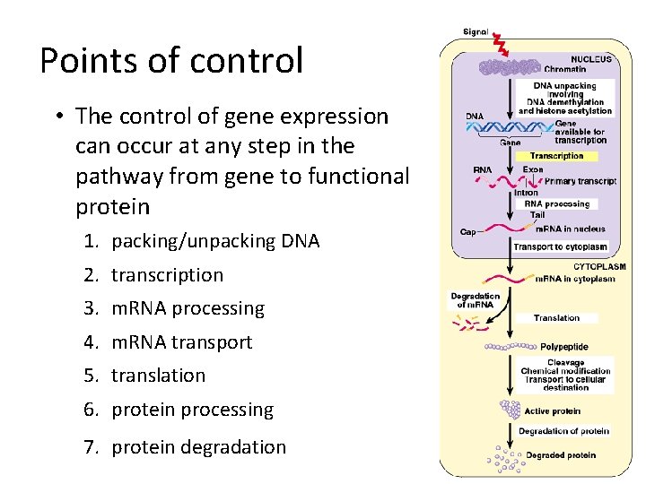 Points of control • The control of gene expression can occur at any step